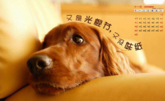 对网络软营销案例分析出引流量的方法